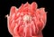 Closeup pink torch ginger flower etlingera elatior