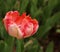 Closeup of a pink tulip, Apricot Parrot variety