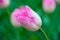 Closeup pink tulip in the garden