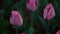 Closeup pink tulips growing in flower field. Gentle flower in green background.