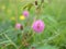 Closeup pink-violet Mimosa strigillosa  Shameplant flowers in garden