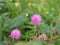 Closeup pink-violet Mimosa strigillosa  Shameplant flowers in garden