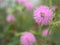 Closeup pink-violet Mimosa strigillosa Shameplant flowers in garden with green blurred background, sweet color ,macro image ,so