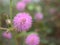 Closeup pink-violet Mimosa strigillosa Shameplant flowers in garden with green blurred background, sweet color ,macro image ,so