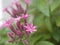 Closeup pink-violet Pentas lanceolata flower in garden with blurred background