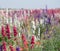 Closeup of pink and white delphiniums in field at Wick, Pershore, Worcestershire, UK. Petals are used to make wedding confetti.