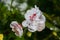 Closeup of a pink and white geranium covered with dew. green out of focus background