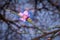 Closeup of a Pink and white Japanese cherry blossom  Flower Prunus serrulata in a garden