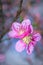 Closeup of a Pink and white Japanese cherry blossom  Flower Prunus serrulata in a garden