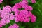 Closeup of pink yarrow flowers on soft green greass