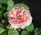 A closeup of  pink yellowish Austin rose flower, Abraham Darby cultivar