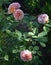 A closeup of  pink yellowish Austin rose flowers, Abraham Darby cultivar