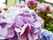 Closeup pinkish flowers background
