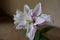 Closeup of pinkish white flower of double lily