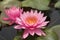 Closeup  pinks lotus  blooming , lotuses with green leaves on lake,Thailand