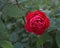 A closeup of  a pinky red Austin English  rose flower, Benjamin Britten cultivar