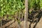 Closeup of Pinot Noir Grapes on the vine