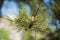 Closeup of pinyon pine cone on tree with pine nuts