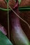 Closeup of the pipe of a Dutchman\'s Pipe vine
