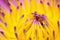 Closeup pistil purple lotus background