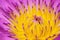 Closeup pistil purple lotus background