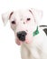 Closeup Pit Bull and Shar Pei Crossbreed Dog