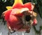 Closeup of a Pitaya fruit.