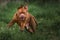 Closeup of a pitbull running in green grass outdoors