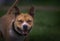 Closeup of a pitbull running in green grass outdoors