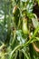 Closeup of the Pitcher Plant in Botanical Garden of Cairns, Australia