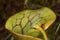 Closeup of a pitcher plant leaf in New Hampshire.