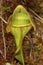 Closeup of a pitcher plant leaf in New Hampshire.