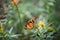 Closeup of plain tiger butterfly on yellow flower background