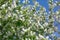 A closeup plane of fluffy blooming white bird-cherry branches