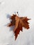 Closeup Plane trees Platan autumn leaves on the snow