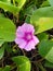 Closeup Plant Ipomoea pes-caprae