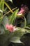 Closeup of Plant from jungle Achmea Bromeliad