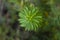 Closeup of plant with leaves arranged in a spiral shape