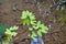 Closeup of plant seedling growing on a damp area