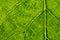 Closeup plant texture background