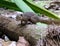 Closeup of a Plantain squirrel perched on a fallen tree log