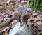 Closeup of a Plantain squirrel perched on a stone