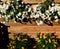 Closeup of a planter with beautiful jasmine nightshade and genista flowers