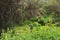 Closeup on plants and cobwebs wet from morning dew in Madagascar rainforest jungle, space for text in upper left corner