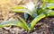 Closeup plants grows from the ground after a long winter.