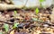 Closeup plants on soil