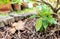 Closeup plants on soil