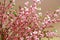 Closeup plastic sakura tree for background ontree branch