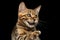 Closeup Playful Bengal Kitty on Isolated Black Background