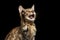 Closeup Playful Bengal Kitty on Isolated Black Background